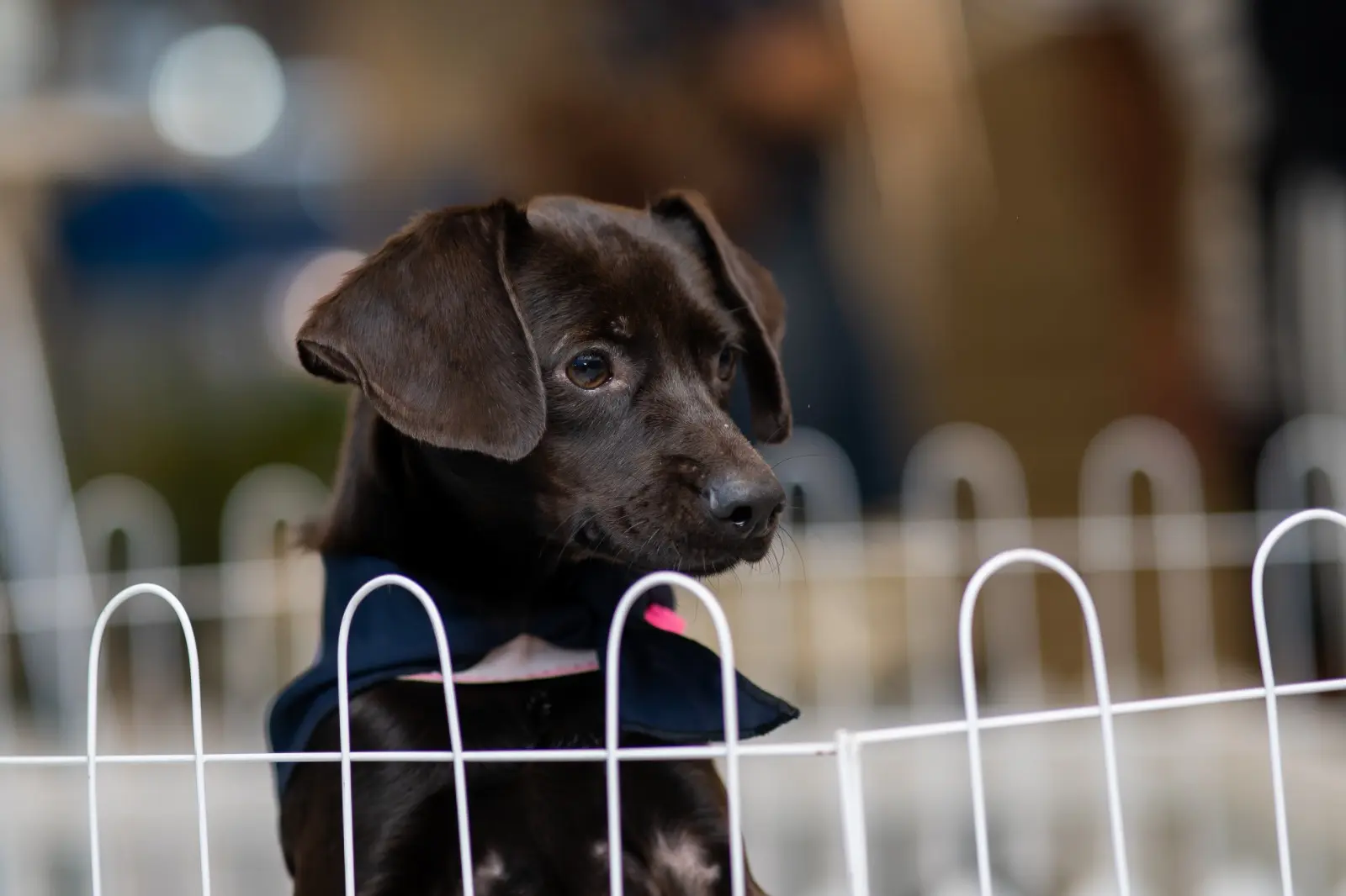 Feira de adoção da ONG Defesa Animal acontece neste sábado (21) no Balneário Shopping