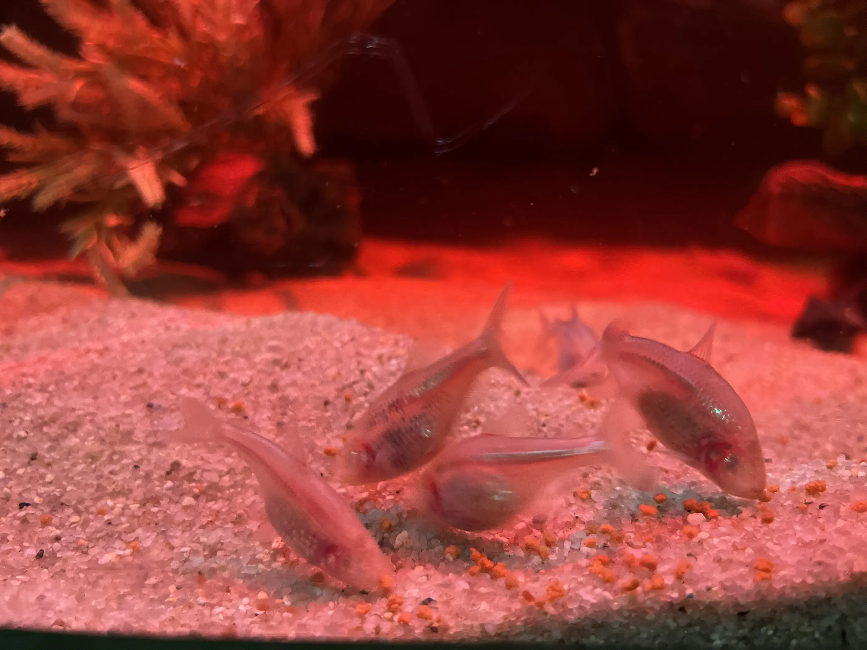 Peixe que perde os olhos ao longo da evolução chega ao Oceanic Aquarium