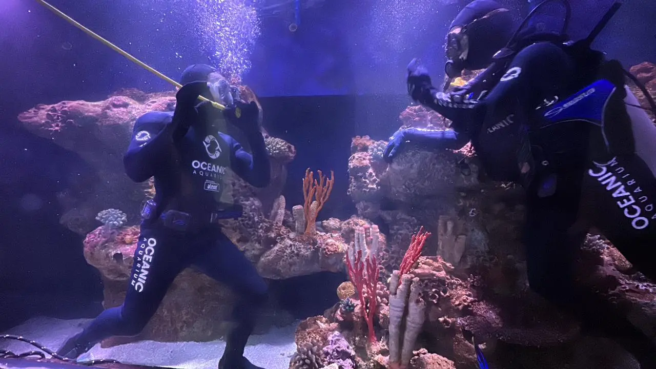Aquário de Santa Catarina comemora seis anos e sorteia mergulho com tubarões