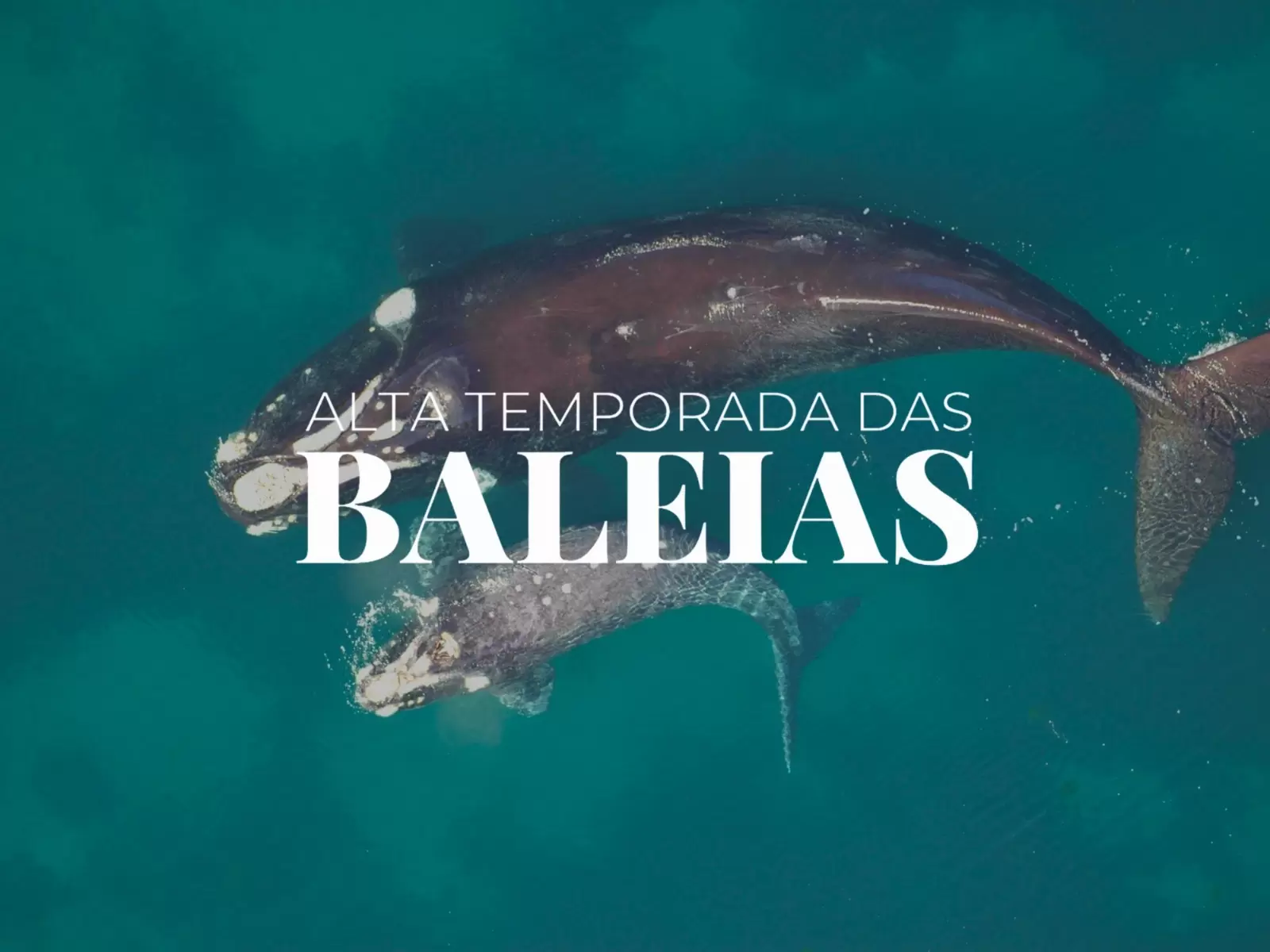 Temporada da Baleia Franca 2025 é aberta com evento na Praia do Rosa