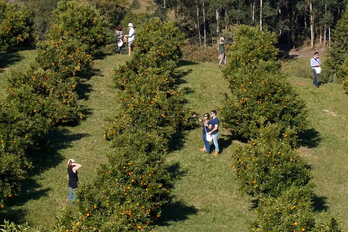 Sítio Pedras Rollantes abre nova temporada do Colhe e Paga de tangerinas Clemenules