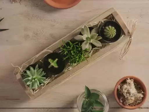 7 plantas e flores para estimular o home office