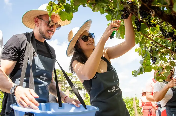Pedalar entre vinhedos vira nova forma de viver o enoturismo